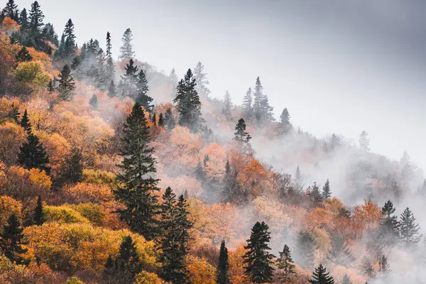 Breathtaking panoramic of the colorful red, orange and yellow trees of a mixed coniferous forest and river in a morning fog. Fairy autumn landscape. Jacques Cartier river park, Quebec, Canada
