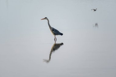 grey heron in a mirror lake and redshank in flight. beautiful natural minimalist scenery clipart