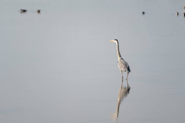 grey heron in a mirror lake. beautiful natural minimalist scenery. lilleau des niges, re island, ornithological reserve clipart