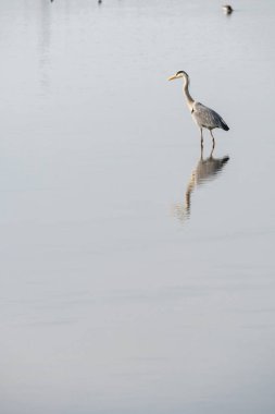 Ayna gölündeki gri balıkçıl. Güzel doğal minimalist manzara. Lilleau des niges, ada, ornitolojik rezerv.