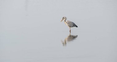 Ayna gölündeki gri balıkçıl. Güzel doğal minimalist manzara. Lilleau des niges, ada, ornitolojik rezerv.