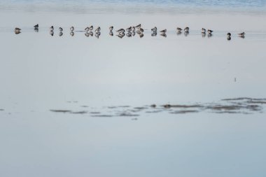 Beaulon Şatosu 'ndaki Köprü ve Mavi Çeşmeler - Saint Dizant du Gua, Charente Denizcilik, Fransa