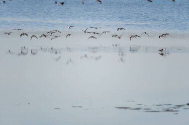 A flock of Dunlin landing in the salt marshes of the natural reserve of Lilleau des Niges on the Ile de Re island in France clipart