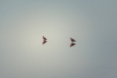 Fransa 'nın Ile de Re adasındaki Lilleau des Niges' in doğal rezervindeki tuzlu bataklıklarda izole edilmiş iki Dunlin. Güzel minimalist çekim.