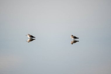 Two Dunlin isolated in the salt marshes of the natural reserve of Lilleau des Niges on the Ile de Re island in France. beautiful minimalist shot clipart