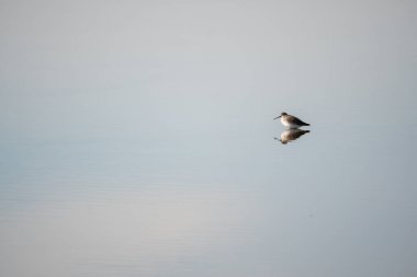 Gri suya soyut damlalar. Yakın çekim.