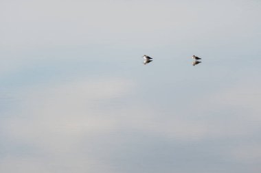Two Dunlin isolated in the salt marshes of the natural reserve of Lilleau des Niges on the Ile de Re island in France. beautiful minimalist shot clipart