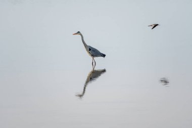 grey heron in a mirror lake and redshank in flight. beautiful natural minimalist scenery clipart
