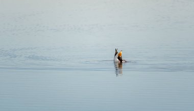 Fransa 'nın Ile de Re adasındaki Lilleau des Niges' in doğal rezervindeki tuzlu bataklıklarda izole edilmiş iki Dunlin. Güzel minimalist çekim.