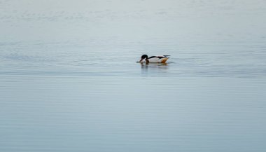 Tadorne de Belon,Tadorna tadorna. Açık mavi sularda Shelduck avcılığı. Güzel doğal minimalist manzara. Lilleau des niges, re island, ornitolojik rezerv, Fransa