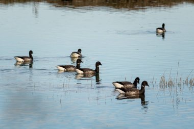 Brant Gooses doğal ortamda. Lilleau des niges, re island, ornitolojik rezerv, Fransa