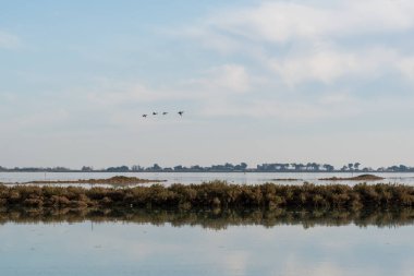 Gri suya soyut damlalar. Yakın çekim.