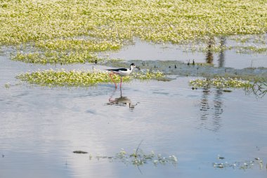 Siyah kanatlı Stilt, gölden besleniyor ve gölün sudaki yansıması. Kara kanatlı Stilt (Himantopus himantopus), Fransa 'nın Baie de l' aiguillon kentinde yiyecek arar.