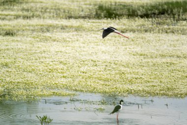 Gölde uçan Stilt ve gölün üzerindeki yansıması siyah kanatlı. Kara kanatlı Stilt (Himantopus himantopus), Fransa 'nın Baie de l' aiguillon kentinde yiyecek arar.