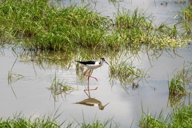 Siyah kanatlı Stilt, gölden besleniyor ve gölün sudaki yansıması. Kara kanatlı Stilt (Himantopus himantopus), Fransa 'nın Baie de l' aiguillon kentinde yiyecek arar.