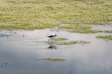 Siyah kanatlı Stilt, gölden besleniyor ve gölün sudaki yansıması. Kara kanatlı Stilt (Himantopus himantopus), Fransa 'nın Baie de l' aiguillon kentinde yiyecek arar.
