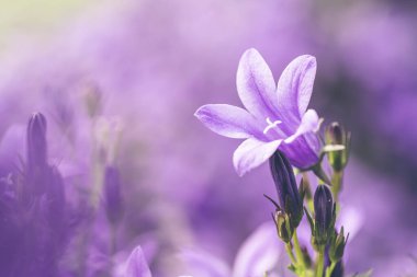 Canterbury çan mavisi çiçekleri yakın plan. güzel bulanık mor arkaplan