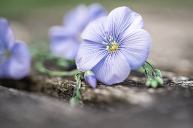 Mavi keten çiçeklerinin çarpıcı yakın plan fotoğrafı narin taç yapraklarını ve canlı rengini vurguluyor eski bir ahşap tahta.