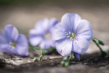 Mavi keten çiçeklerinin çarpıcı yakın plan fotoğrafı narin taç yapraklarını ve canlı rengini vurguluyor eski bir ahşap tahta.