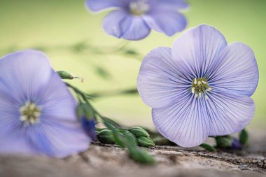 Mavi keten çiçeklerinin çarpıcı yakın plan fotoğrafı narin taç yapraklarını ve canlı rengini vurguluyor eski bir ahşap tahta.