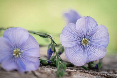 Mavi keten çiçeklerinin çarpıcı yakın plan fotoğrafı narin taç yapraklarını ve canlı rengini vurguluyor eski bir ahşap tahta.
