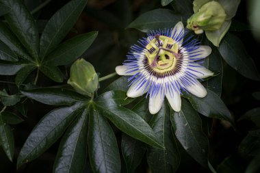 Güzel Passiflora çiçeği Mor Haze yeşil doğal arka planda yakın plan. Komik bir yüz şekli. Paredolia kavramı