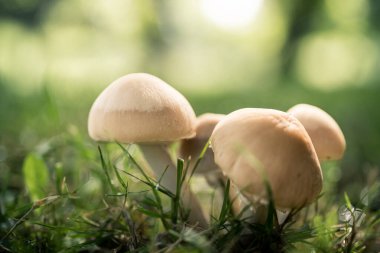 Yeşil bulanık arka plana karşı vahşi mantarları kapat