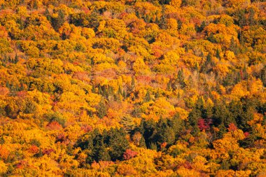 Mont Tremblant, Quebec, Kanada 'da Hindistan yazı boyunca çok renkli ağaçlar