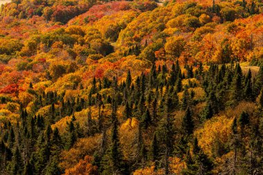 Mont Tremblant, Quebec, Kanada 'da Hindistan yazı boyunca çok renkli ağaçlar