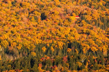 Mont Tremblant, Quebec, Kanada 'da Hindistan yazı boyunca çok renkli ağaçlar