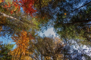 Orman zemininden görünen sonbahar ağaçları. Ağaç tepesinin düşük açılı görünümü