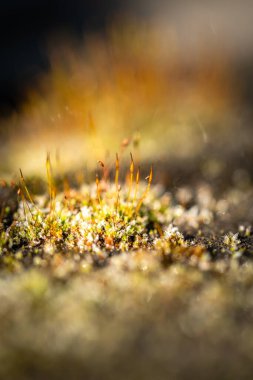 Sphagnum yosunu canlı renklerle yakın plan doğal ortamdaki eşsiz yapısını ve güzelliğini gözler önüne seriyor..