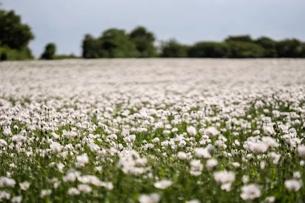 Batı Fransa 'nın Poitou-Charentes bölgesinde bulunan beyaz Papaver somniferum (afyon gelincikleri) tarlasının peyzaj fotoğrafı. 135 mm 'lik mercekle çekilen bu resim mavi bir gökyüzü ve geniş bir görüntü içeriyor. 