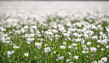 Beyaz Papaver somniferum çiçeğinin yakın plan fotoğrafı. Hassas pembe tonlara sahip. Sığ bir alan derinliği için 135 mm 'lik mercekle çekilmiş. Çiçek açan gelinciklerin yumuşak, bulanık arka planı rüya gibi, çiçekli bir atmosfer yaratır. Poitou-Char 'da çekildi.