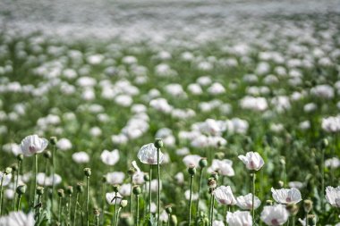 Beyaz Papaver somniferum çiçeğinin yakın plan fotoğrafı. Hassas pembe tonlara sahip. Sığ bir alan derinliği için 135 mm 'lik mercekle çekilmiş. Çiçek açan gelinciklerin yumuşak, bulanık arka planı rüya gibi, çiçekli bir atmosfer yaratır. Poitou-Char 'da çekildi.