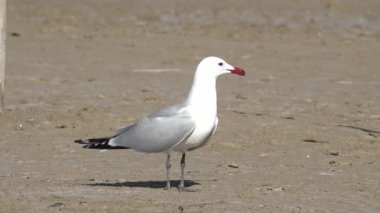 Ebro delta, Katalonya, İspanya sahilinde duran martı. Yüksek kalite 4k görüntü