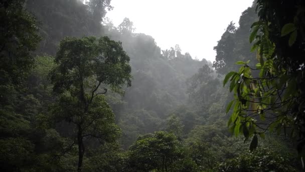 Forte Pluie Dans Jungle Balinaise Bali Indonésie Images Haute Qualité — Video