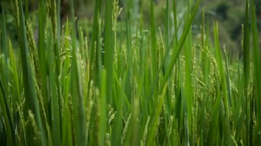 Bali, Endonezya 'daki pirinç tarlasında beyaz pirinç bitkisi. Yüksek kaliteli FullHD yavaş çekim görüntüleri