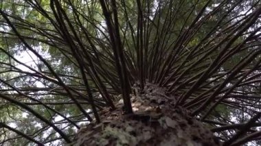 İspanya 'nın kuzeyinde, Cantabria bölgesinde Sequoia ağaç ormanı. Yüksek kalite 4k görüntü.