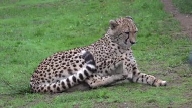 Çita Galiçya, İspanya 'da hayvan barınağında 4K dinleniyor. Yüksek kalite 4k görüntü