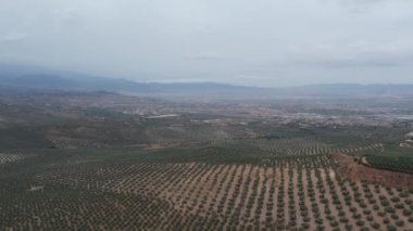 Endülüs zeytin tarlaları Granada, İspanya yakınlarındaki insansız hava aracı görüntüleri. Yüksek kalite 4k görüntü