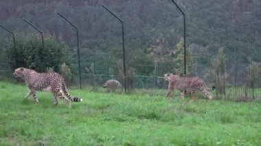 Kardeş Çita kardeşler kafeslerinde oynuyorlar, yiyorlar ve dolaşıyorlar. Yüksek kalite 4k görüntü