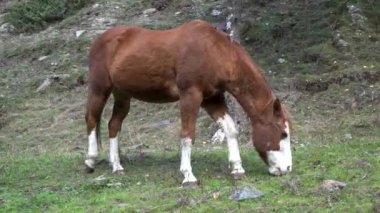 Atlar Pireneler 'de yiyip içiyorlar. Yüksek kalite 4k görüntü.