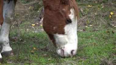 Atlar Pireneler 'de yiyip içiyorlar. Yüksek kalite 4k görüntü.