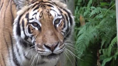 Bengal kaplan gözleri kapanır. Yüksek kalite 4k görüntü