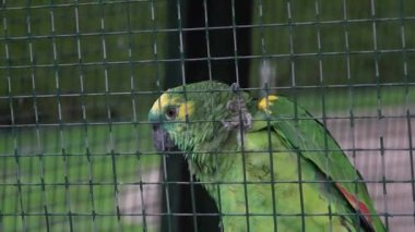 Kafesteki papağan. Yüksek kalite 4k görüntü
