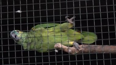 Kafesteki papağan. Yüksek kalite 4k görüntü