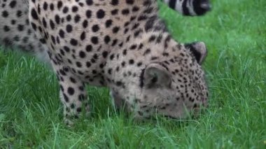 Kardeş Çita kardeşler kafeslerinde oynuyorlar, yiyorlar ve dolaşıyorlar. Yüksek kalite 4k görüntü