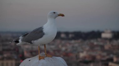 Gün batımında arkasında Roma şehri olan yavaş çekim martıları. Yüksek kaliteli FullHD görüntüler