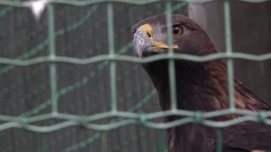Kafesteki altın kartal. Yüksek kalite 4k görüntü